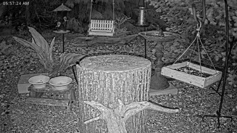 LIVE 24/7 Indiana Birds, Squirrels and Wildlife Feeder Cam