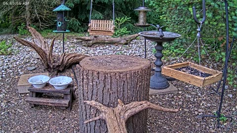 LIVE 24/7 Indiana Birds, Squirrels and Wildlife Feeder Cam