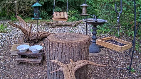LIVE 24/7 Indiana Birds, Squirrels and Wildlife Feeder Cam