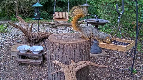 LIVE 24/7 Indiana Birds, Squirrels and Wildlife Feeder Cam