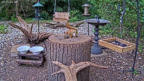 LIVE 24/7 Indiana Birds, Squirrels and Wildlife Feeder Cam