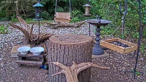LIVE 24/7 Indiana Birds, Squirrels and Wildlife Feeder Cam