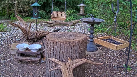 LIVE 24/7 Indiana Birds, Squirrels and Wildlife Feeder Cam
