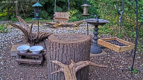 LIVE 24/7 Indiana Birds, Squirrels and Wildlife Feeder Cam