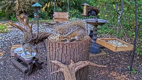 LIVE 24/7 Indiana Birds, Squirrels and Wildlife Feeder Cam
