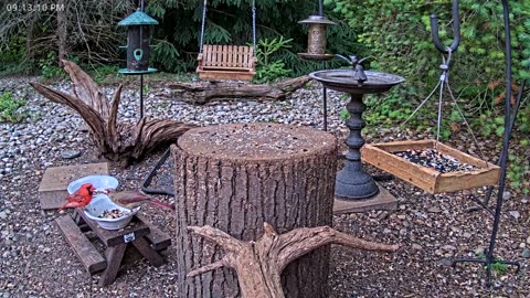 LIVE 24/7 Indiana Birds, Squirrels and Wildlife Feeder Cam