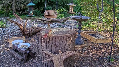 LIVE 24/7 Indiana Birds, Squirrels and Wildlife Feeder Cam
