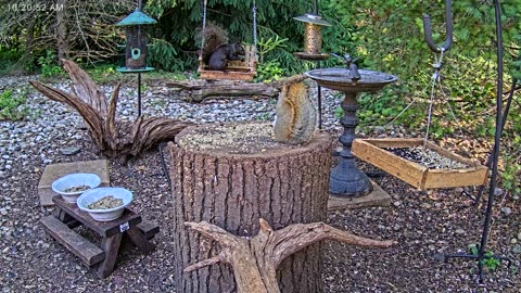 LIVE 24/7 Indiana Birds, Squirrels and Wildlife Feeder Cam