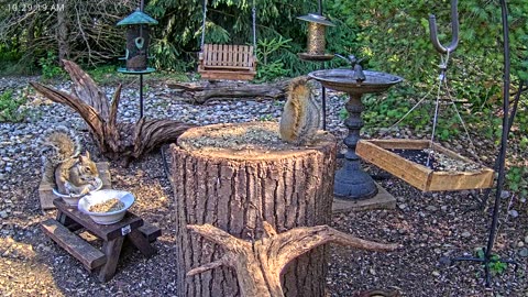 LIVE 24/7 Indiana Birds, Squirrels and Wildlife Feeder Cam