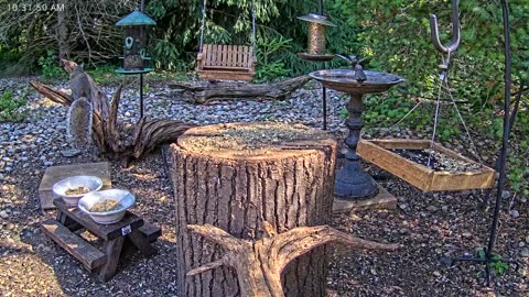 LIVE 24/7 Indiana Birds, Squirrels and Wildlife Feeder Cam