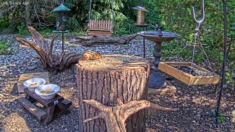 LIVE 24/7 Indiana Birds, Squirrels and Wildlife Feeder Cam