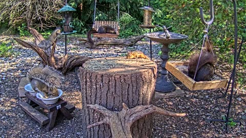 LIVE 24/7 Indiana Birds, Squirrels and Wildlife Feeder Cam