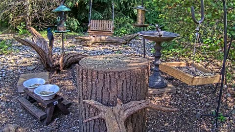 LIVE 24/7 Indiana Birds, Squirrels and Wildlife Feeder Cam