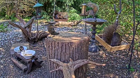 LIVE 24/7 Indiana Birds, Squirrels and Wildlife Feeder Cam