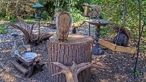 LIVE 24/7 Indiana Birds, Squirrels and Wildlife Feeder Cam
