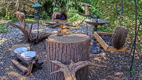 LIVE 24/7 Indiana Birds, Squirrels and Wildlife Feeder Cam