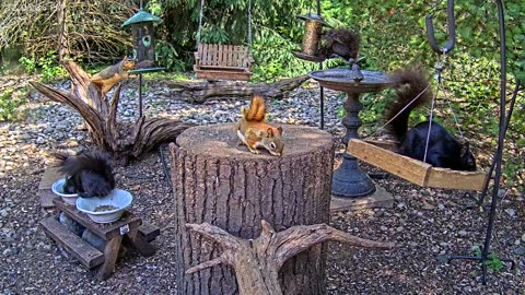 LIVE 24/7 Indiana Birds, Squirrels and Wildlife Feeder Cam