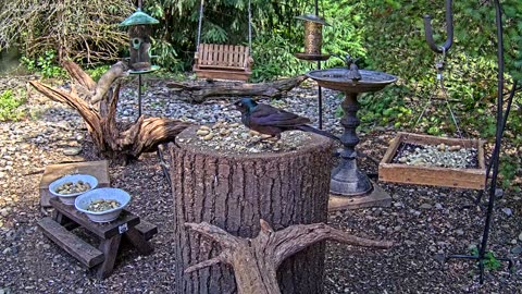 LIVE 24/7 Indiana Birds, Squirrels and Wildlife Feeder Cam