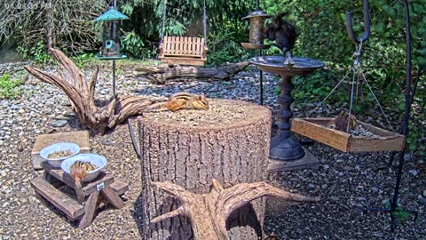 LIVE 24/7 Indiana Birds, Squirrels and Wildlife Feeder Cam