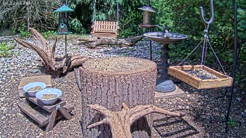 LIVE 24/7 Indiana Birds, Squirrels and Wildlife Feeder Cam