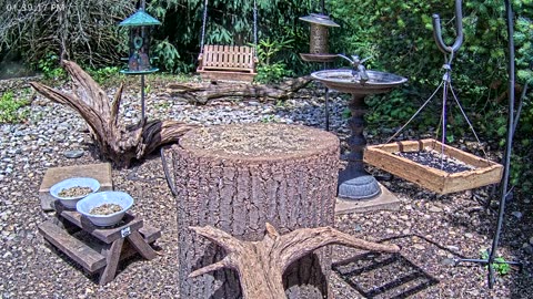 LIVE 24/7 Indiana Birds, Squirrels and Wildlife Feeder Cam