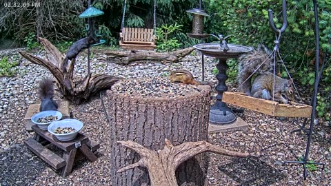 LIVE 24/7 Indiana Birds, Squirrels and Wildlife Feeder Cam