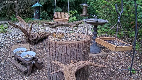 LIVE 24/7 Indiana Birds, Squirrels and Wildlife Feeder Cam