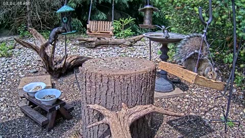 LIVE 24/7 Indiana Birds, Squirrels and Wildlife Feeder Cam
