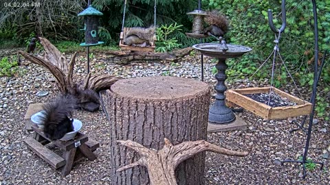 LIVE 24/7 Indiana Birds, Squirrels and Wildlife Feeder Cam