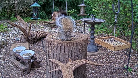 LIVE 24/7 Indiana Birds, Squirrels and Wildlife Feeder Cam