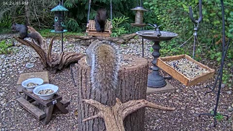 LIVE 24/7 Indiana Birds, Squirrels and Wildlife Feeder Cam