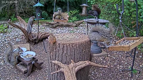LIVE 24/7 Indiana Birds, Squirrels and Wildlife Feeder Cam