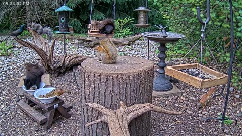 LIVE 24/7 Indiana Birds, Squirrels and Wildlife Feeder Cam