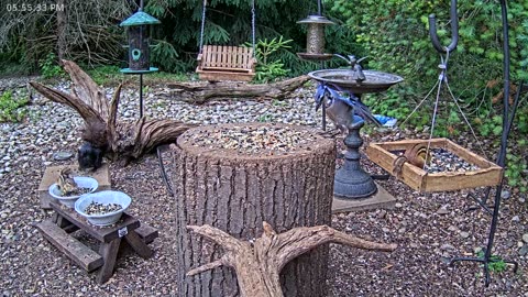 LIVE 24/7 Indiana Birds, Squirrels and Wildlife Feeder Cam