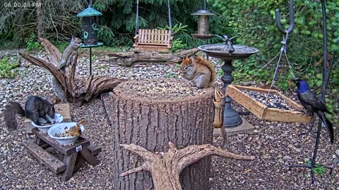LIVE 24/7 Indiana Birds, Squirrels and Wildlife Feeder Cam