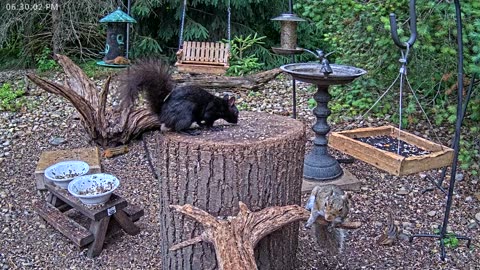LIVE 24/7 Indiana Birds, Squirrels and Wildlife Feeder Cam