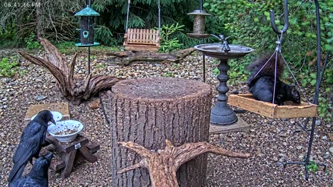 LIVE 24/7 Indiana Birds, Squirrels and Wildlife Feeder Cam