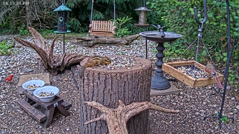 LIVE 24/7 Indiana Birds, Squirrels and Wildlife Feeder Cam