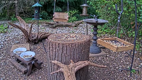 LIVE 24/7 Indiana Birds, Squirrels and Wildlife Feeder Cam