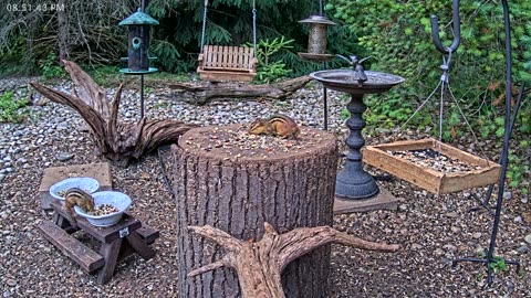LIVE 24/7 Indiana Birds, Squirrels and Wildlife Feeder Cam