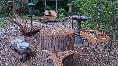 LIVE 24/7 Indiana Birds, Squirrels and Wildlife Feeder Cam