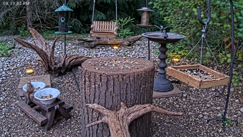 LIVE 24/7 Indiana Birds, Squirrels and Wildlife Feeder Cam