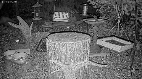 LIVE 24/7 Indiana Birds, Squirrels and Wildlife Feeder Cam