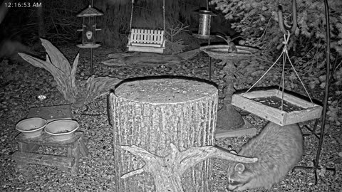 LIVE 24/7 Indiana Birds, Squirrels and Wildlife Feeder Cam