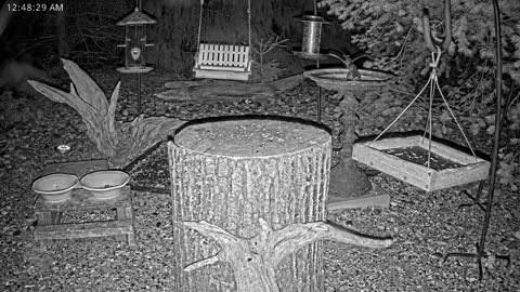 LIVE 24/7 Indiana Birds, Squirrels and Wildlife Feeder Cam