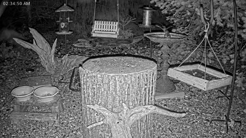 LIVE 24/7 Indiana Birds, Squirrels and Wildlife Feeder Cam