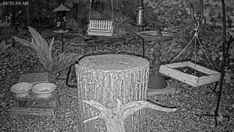 LIVE 24/7 Indiana Birds, Squirrels and Wildlife Feeder Cam