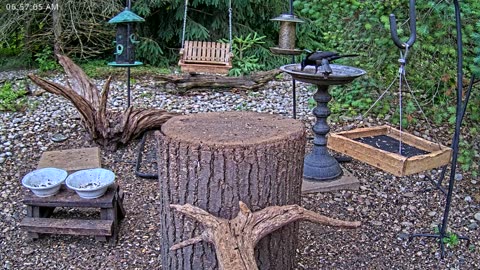 LIVE 24/7 Indiana Birds, Squirrels and Wildlife Feeder Cam