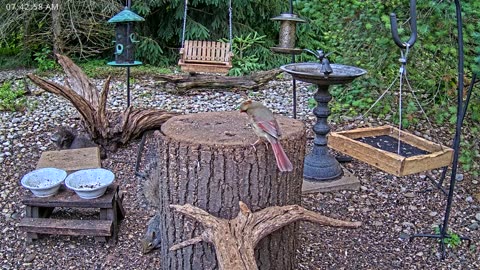 LIVE 24/7 Indiana Birds, Squirrels and Wildlife Feeder Cam