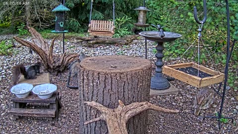 LIVE 24/7 Indiana Birds, Squirrels and Wildlife Feeder Cam